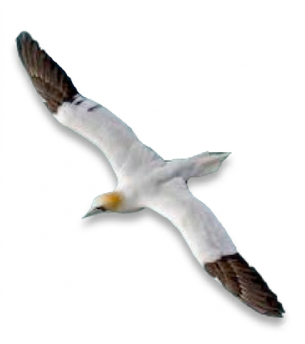 CYCA